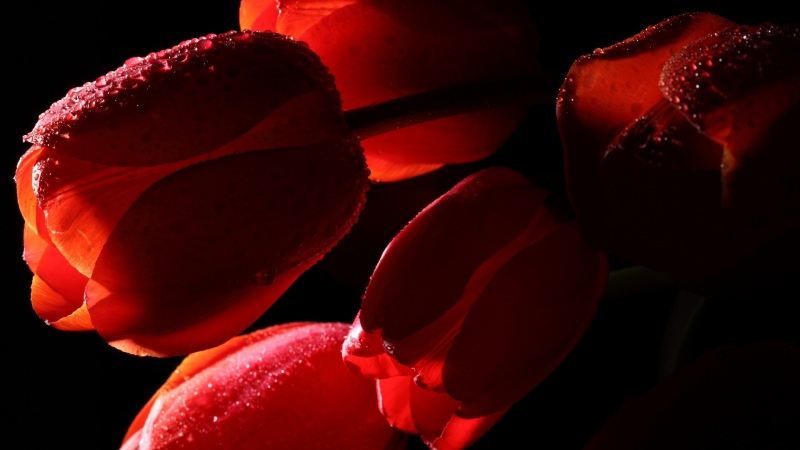 带水珠的红色郁金香电脑壁纸