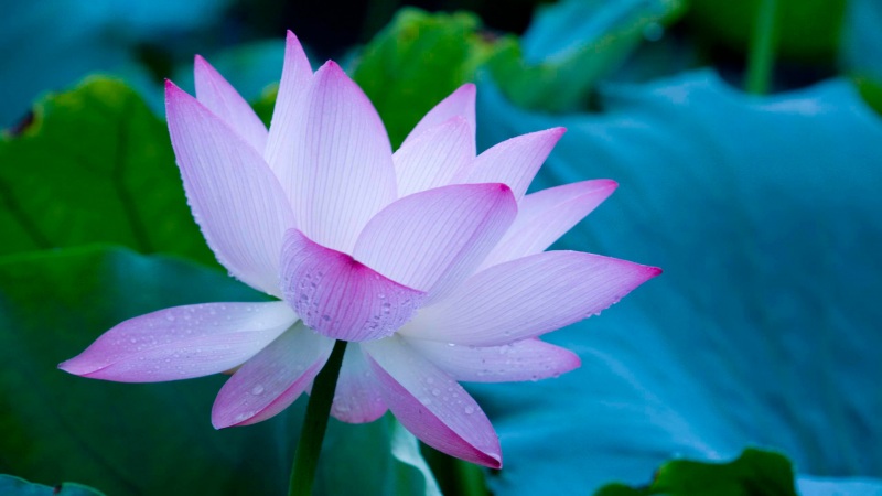 超清新莲花花瓣叶片电脑壁纸 高清花卉桌面图