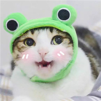 超萌柴犬情侣头像！一对左右两张共18张高清图