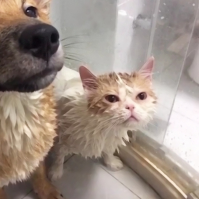 超萌！12张一猫一狗CP情侣头像，又甜又好笑