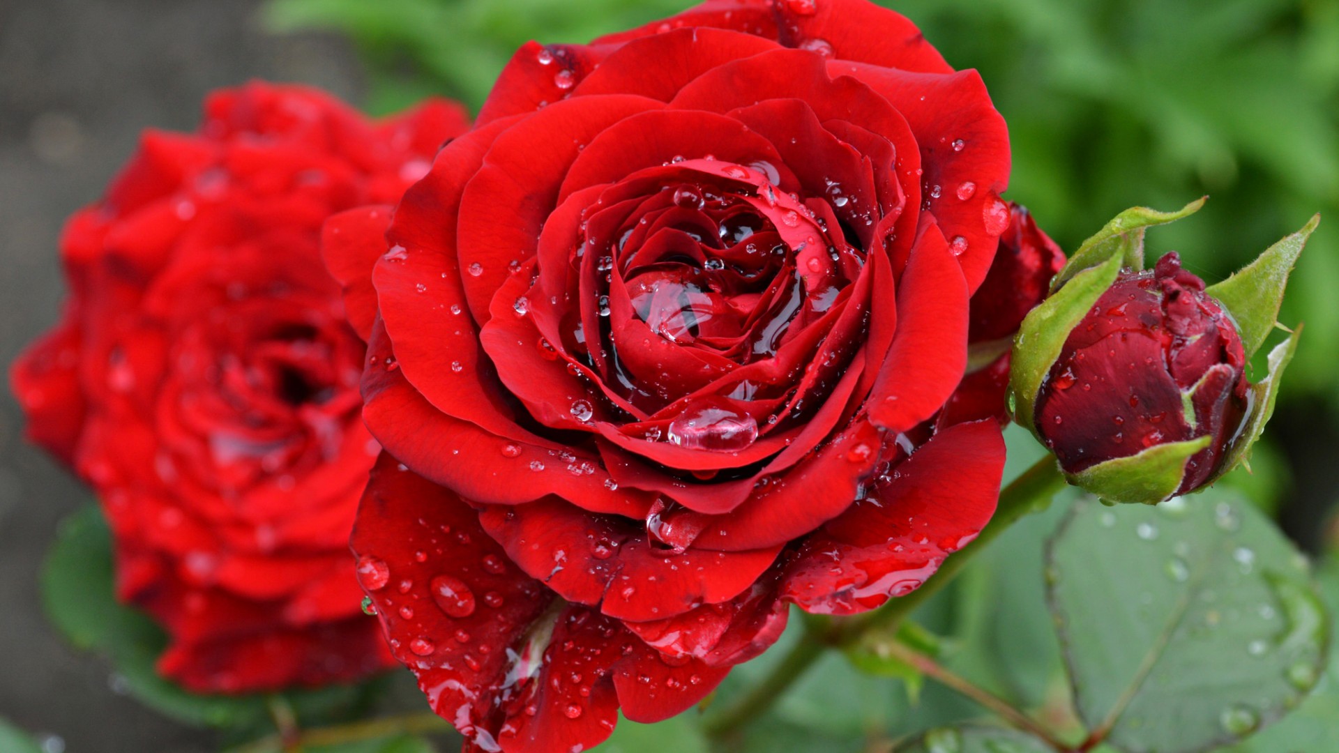带水滴的红玫瑰灌木壁纸 多款分辨率电脑桌面可用