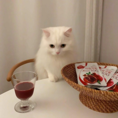 8张超萌小猫情侣头像 可爱治愈的超清猫咪情头合集