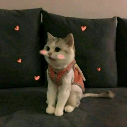 猫咪情侣头像合集 一对两张高清素材共10组