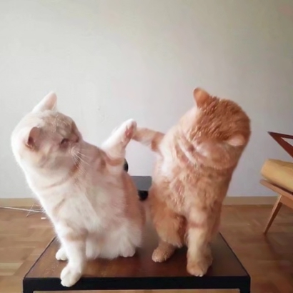 抖音爆火的可爱猫咪情侣头像，26张高清图直接抱走