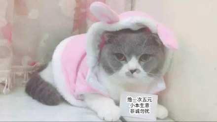 铲屎官狂喜！这套猫咪表情包又萌又能打