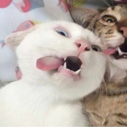 12张超萌猫咪情侣头像 高清可爱一键存