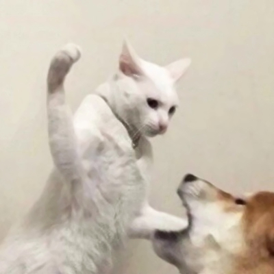 22组超可爱搞怪萌宠情头！一对两张高清图直接抱走