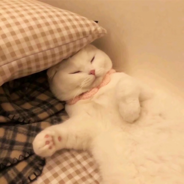 20张超萌可爱风情侣头像 高清无水印合集