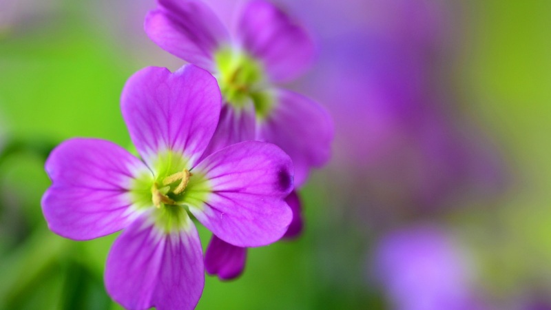 这款紫色花瓣鲜花壁纸 适配多款电脑屏幕尺寸