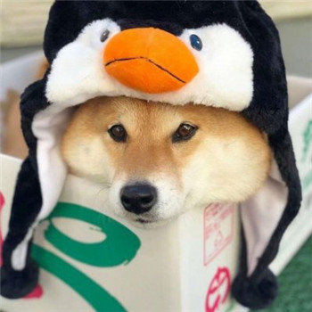 超萌柴犬情侣头像！一对左右两张共18张高清图