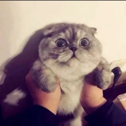 超萌宠物情侣头像！高清一对两张共26张合集