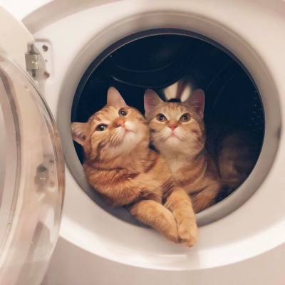 超萌可爱猫咪情侣头像 8张高清一对两张情头分享