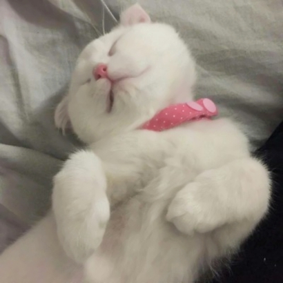 12张超萌猫咪情侣头像 高清可爱一键存