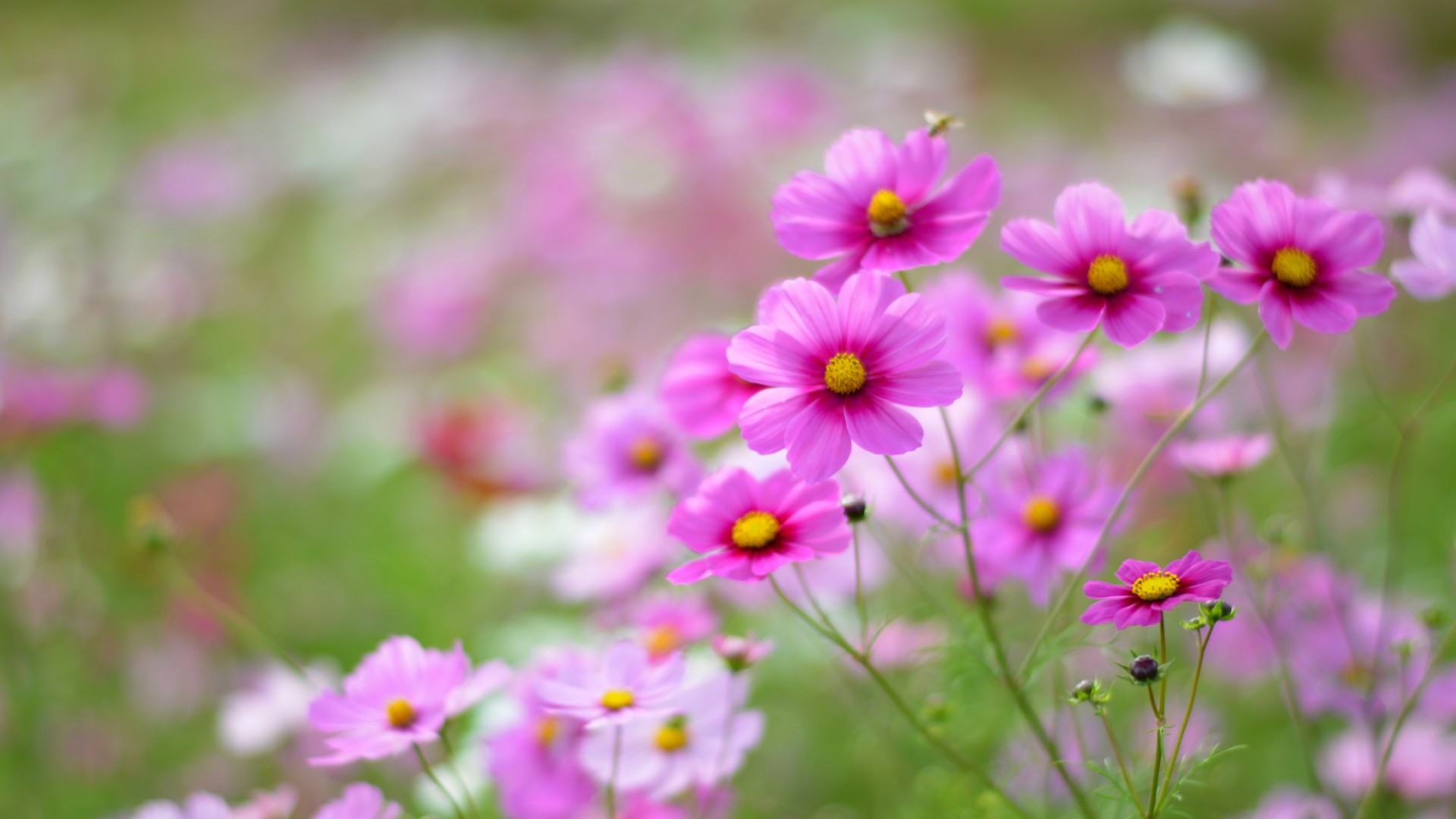 软乎乎粉花漫山遍野！这款电脑桌面壁纸太治愈了