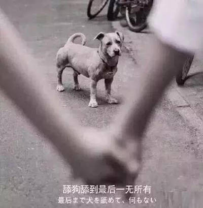 聊天斗图必备！这套舔狗表情包直接封神