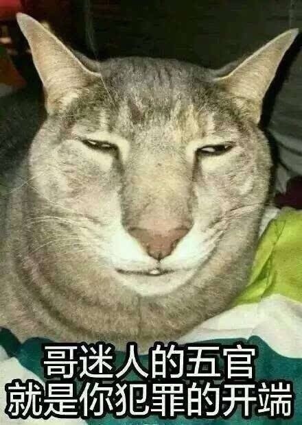 聊天斗图不愁！这份表情包合集直接封神