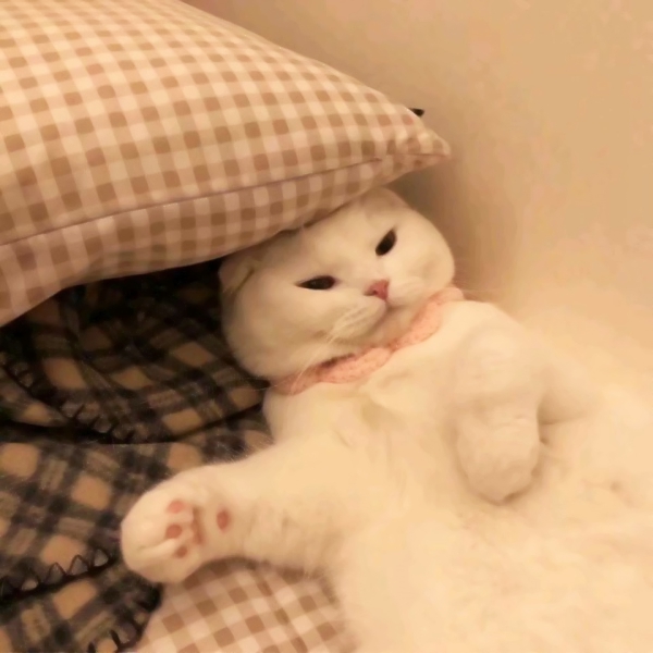 20张超萌可爱风情侣头像 高清无水印合集