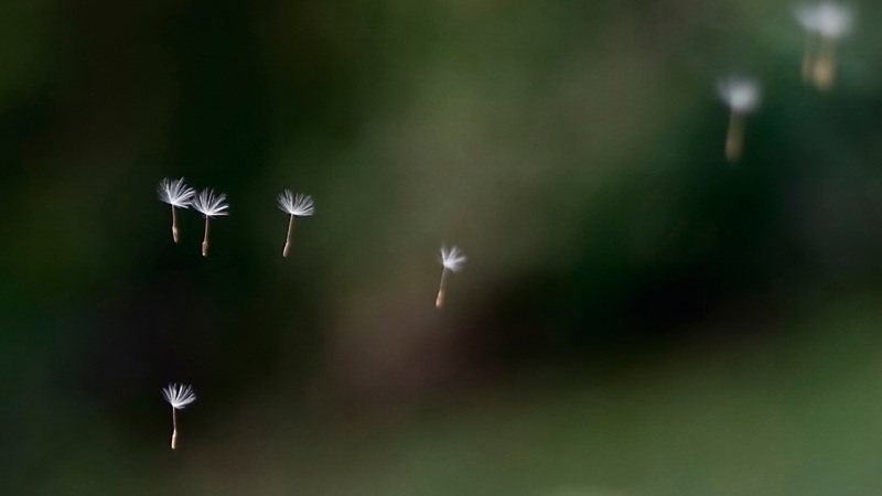 漫天飞扬的蒲公英种子电脑桌面动漫壁纸来了