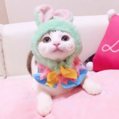 超萌情侣猫猫头像来啦！16张高清可爱一对小猫头像图