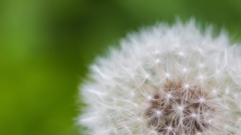 蒲公英2K高清花卉壁纸免费下载