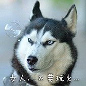 超火的doge动图表情包合集