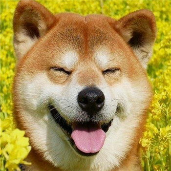 超萌柴犬情侣头像！一对左右两张共18张高清图