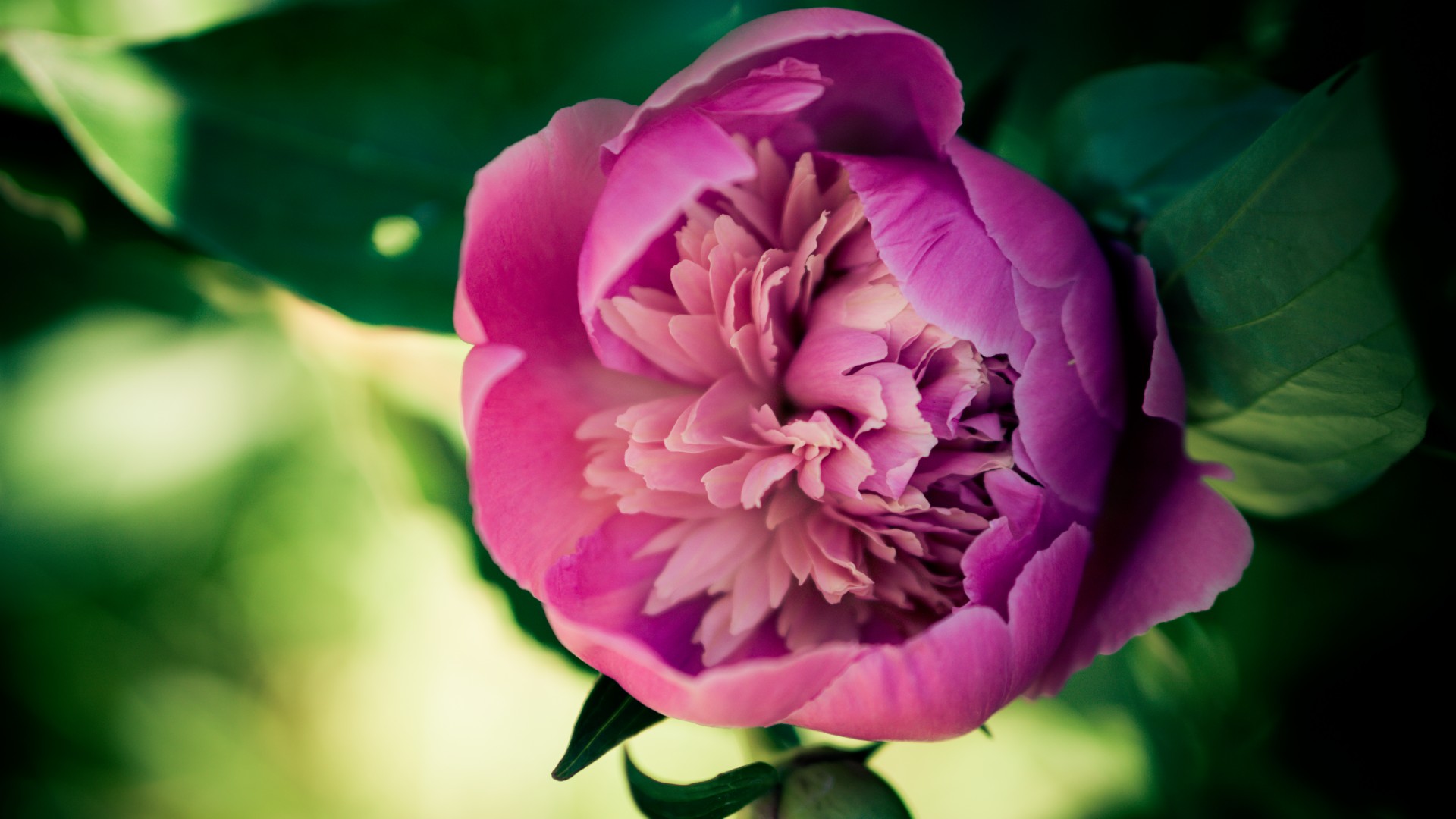 好看的牡丹花瓣电脑壁纸 高清花卉桌面图直接存