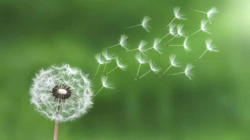 飞扬的蒲公英种子电脑桌面高清花卉壁纸来啦