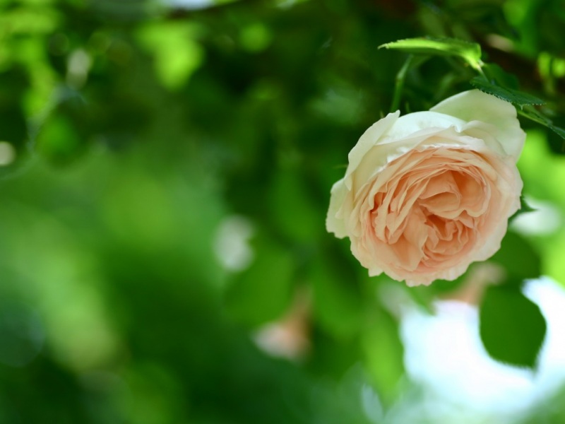 玫瑰绿叶护眼高清壁纸合集 适配多尺寸电脑屏幕