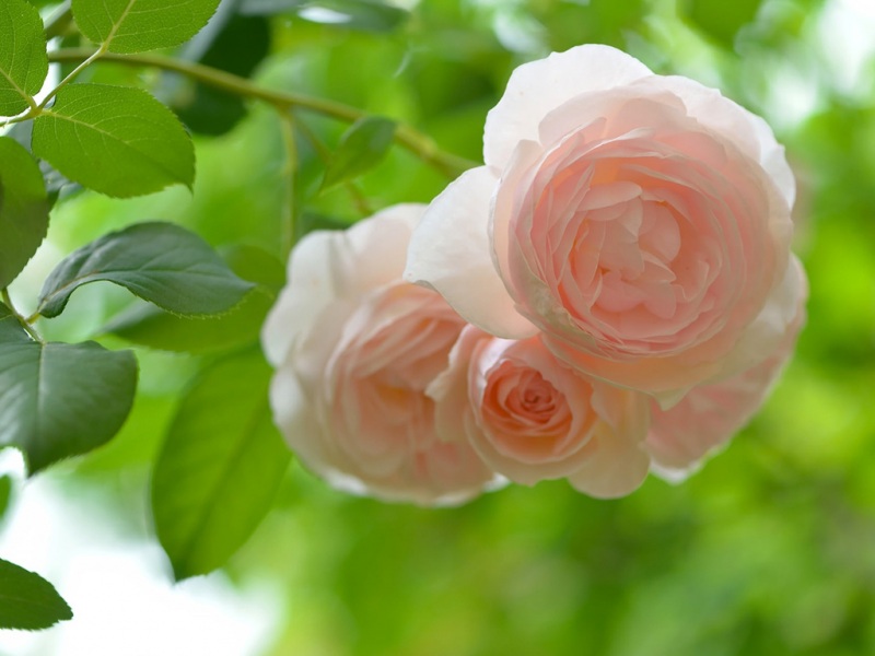 粉色玫瑰护眼花卉高清电脑桌面壁纸分享