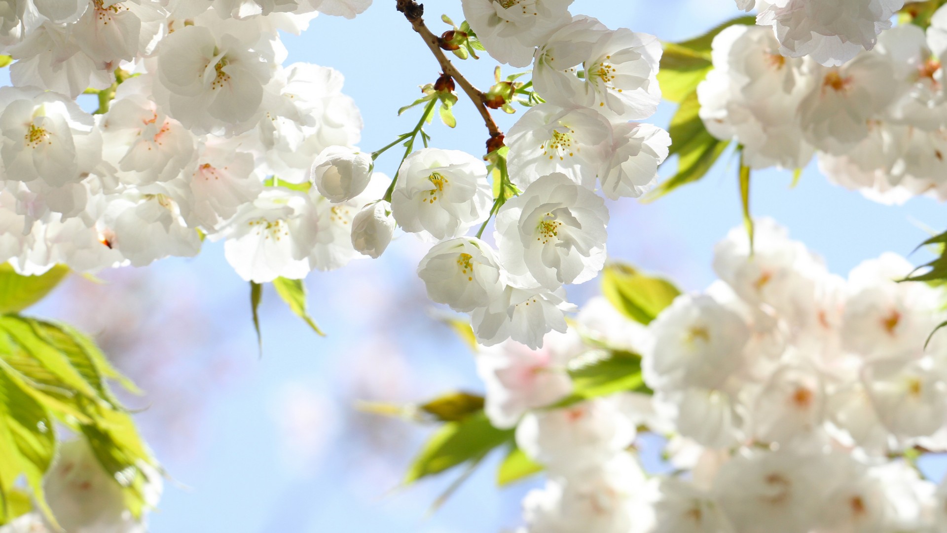 春日樱花电脑壁纸推荐 高清花卉壁纸任你选