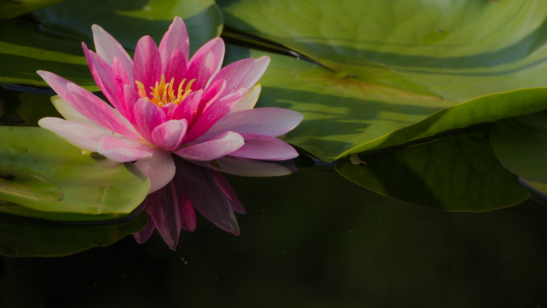 莲花主题电脑壁纸上新！多款高清尺寸可选