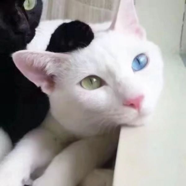 14张搞怪猫狗情侣头像 搞笑又可爱的高清素材