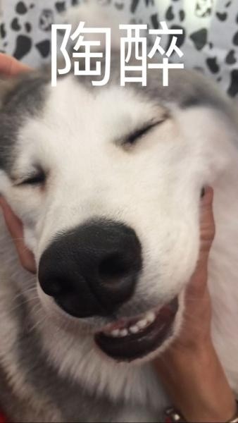 聊天斗图必备！这套汪星人表情包太会整活了