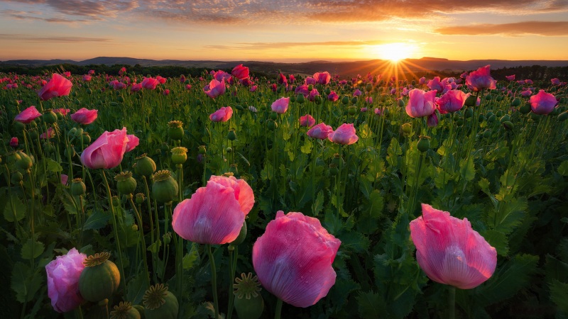 这款罂粟花日出自然风光电脑壁纸太适合当桌面了