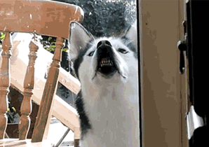 带害羞感的哈士奇单身狗表情包来啦