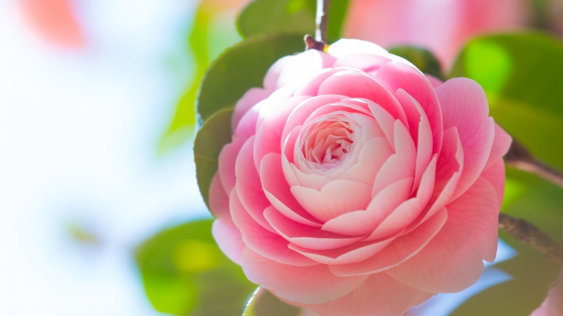 好看的粉色茶花电脑桌面壁纸 高清花卉壁纸来啦