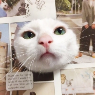 超萌可爱猫咪情侣头像 8张高清一对两张情头分享