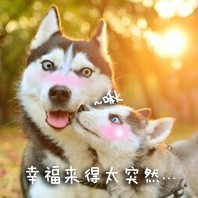 撸狗狂喜！这套汪星人表情包直接封神