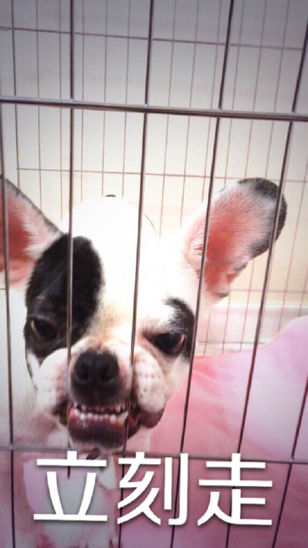 用狗狗演的“你走”系列表情包太好笑了