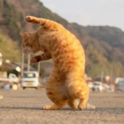 抖音爆火的可爱猫咪情侣头像，26张高清图直接抱走