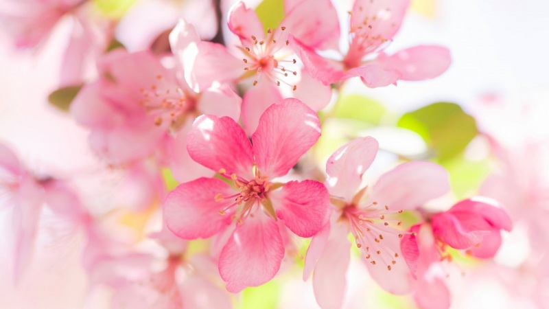 苹果花高清壁纸资源分享