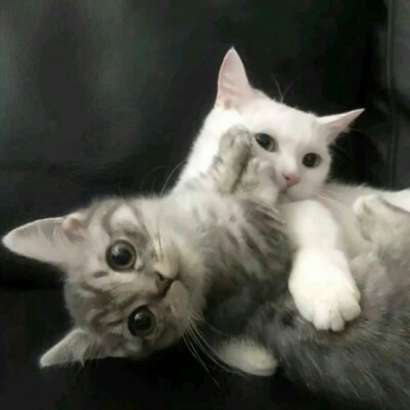 36张可爱猫咪情侣头像 高清卖萌一对两张头像合集