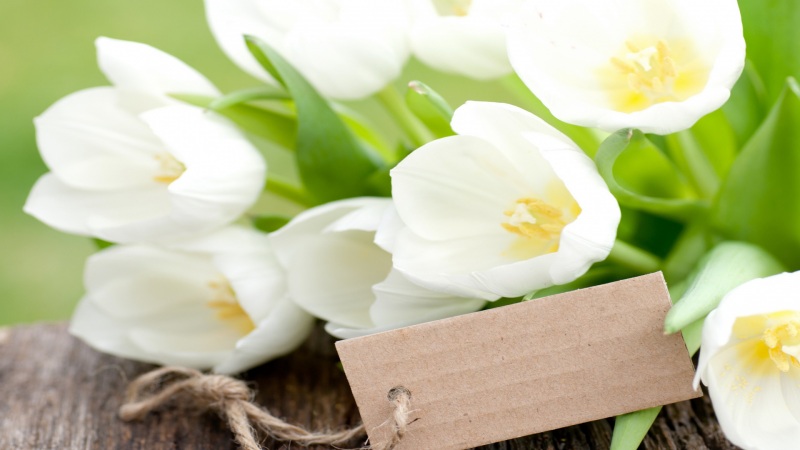 清新治愈！白色郁金香花束电脑桌面高清壁纸分享