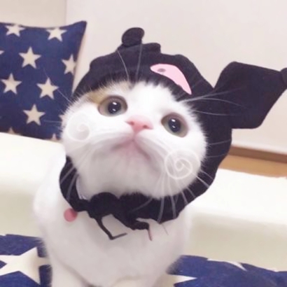 超萌情侣猫猫头像来啦！16张高清可爱一对小猫头像图