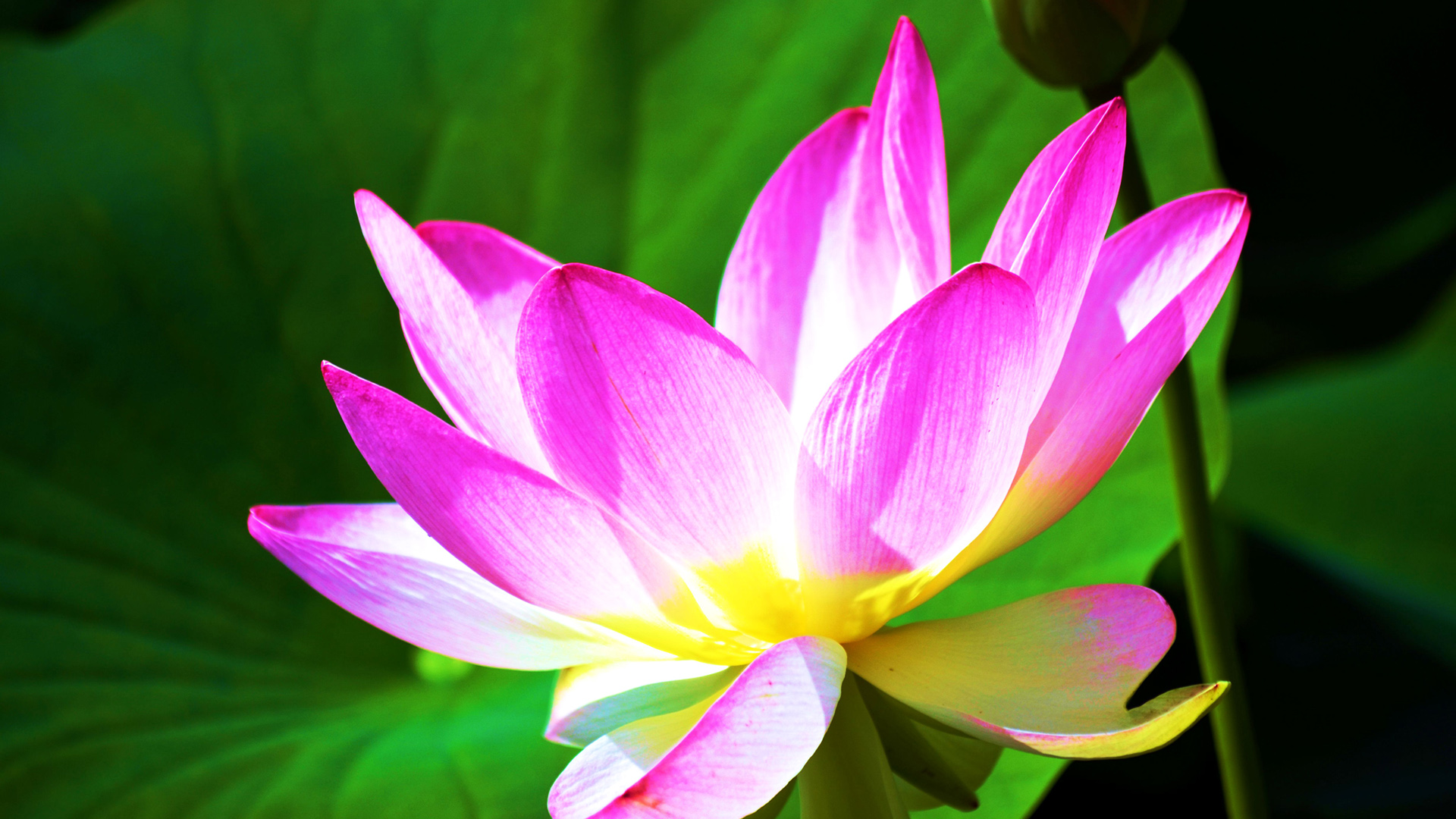 盛开的莲花主题电脑桌面壁纸 高清花卉壁纸可选多分辨率