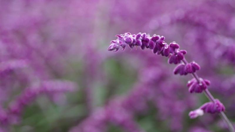 紫色野花电脑桌面壁纸上新 多款高清尺寸可选