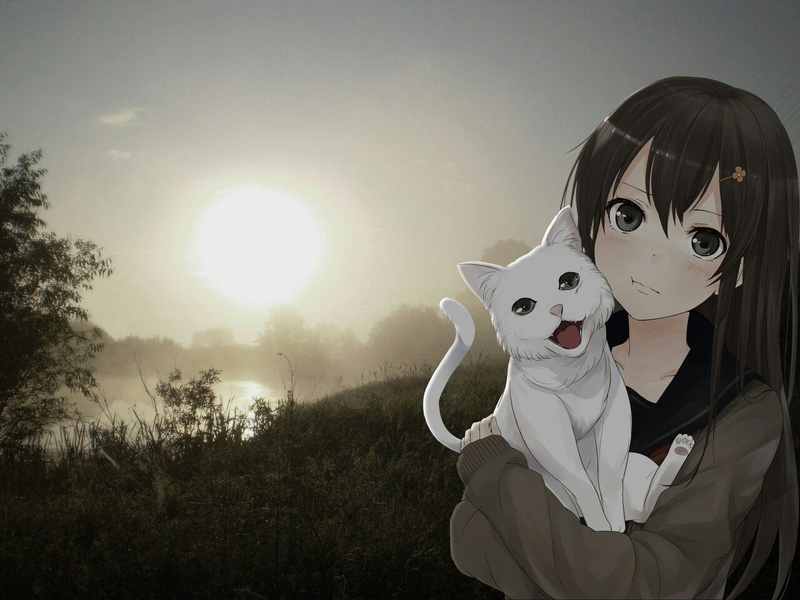 治愈系猫咪户外写真壁纸合集