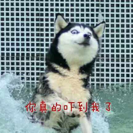 每天都被自己“遇瞎”？这套哈士奇表情包太绝了