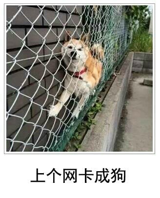 楼上点的清蒸翔？这套金馆长表情包整活笑死人